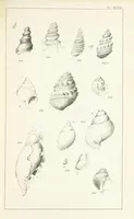 An illustration from Figures and Descriptions of the Palæozoic Fossils of Cornwall, Devon and West Somerset; observed in the course of the Ordnance Geological Survey of that district. By John Phillips, etc (1841)