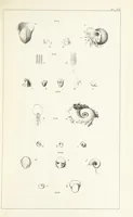 An illustration from Figures and Descriptions of the Palæozoic Fossils of Cornwall, Devon and West Somerset; observed in the course of the Ordnance Geological Survey of that district. By John Phillips, etc (1841)