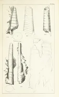 An illustration from Figures and Descriptions of the Palæozoic Fossils of Cornwall, Devon and West Somerset; observed in the course of the Ordnance Geological Survey of that district. By John Phillips, etc (1841)