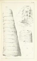 An illustration from Figures and Descriptions of the Palæozoic Fossils of Cornwall, Devon and West Somerset; observed in the course of the Ordnance Geological Survey of that district. By John Phillips, etc (1841)