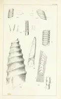 An illustration from Figures and Descriptions of the Palæozoic Fossils of Cornwall, Devon and West Somerset; observed in the course of the Ordnance Geological Survey of that district. By John Phillips, etc (1841)