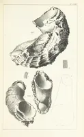 An illustration from Figures and Descriptions of the Palæozoic Fossils of Cornwall, Devon and West Somerset; observed in the course of the Ordnance Geological Survey of that district. By John Phillips, etc (1841)