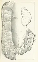 An illustration from Figures and Descriptions of the Palæozoic Fossils of Cornwall, Devon and West Somerset; observed in the course of the Ordnance Geological Survey of that district. By John Phillips, etc (1841)