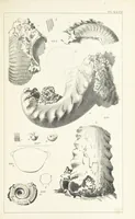 An illustration from Figures and Descriptions of the Palæozoic Fossils of Cornwall, Devon and West Somerset; observed in the course of the Ordnance Geological Survey of that district. By John Phillips, etc (1841)