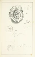 An illustration from Figures and Descriptions of the Palæozoic Fossils of Cornwall, Devon and West Somerset; observed in the course of the Ordnance Geological Survey of that district. By John Phillips, etc (1841)