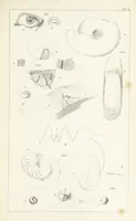 An illustration from Figures and Descriptions of the Palæozoic Fossils of Cornwall, Devon and West Somerset; observed in the course of the Ordnance Geological Survey of that district. By John Phillips, etc (1841)
