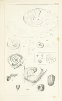 An illustration from Figures and Descriptions of the Palæozoic Fossils of Cornwall, Devon and West Somerset; observed in the course of the Ordnance Geological Survey of that district. By John Phillips, etc (1841)