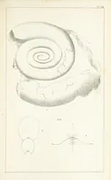 An illustration from Figures and Descriptions of the Palæozoic Fossils of Cornwall, Devon and West Somerset; observed in the course of the Ordnance Geological Survey of that district. By John Phillips, etc (1841)