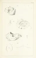 An illustration from Figures and Descriptions of the Palæozoic Fossils of Cornwall, Devon and West Somerset; observed in the course of the Ordnance Geological Survey of that district. By John Phillips, etc (1841)