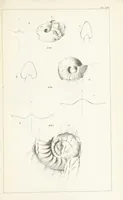 An illustration from Figures and Descriptions of the Palæozoic Fossils of Cornwall, Devon and West Somerset; observed in the course of the Ordnance Geological Survey of that district. By John Phillips, etc (1841)