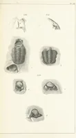 An illustration from Figures and Descriptions of the Palæozoic Fossils of Cornwall, Devon and West Somerset; observed in the course of the Ordnance Geological Survey of that district. By John Phillips, etc (1841)