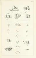 An illustration from Figures and Descriptions of the Palæozoic Fossils of Cornwall, Devon and West Somerset; observed in the course of the Ordnance Geological Survey of that district. By John Phillips, etc (1841)