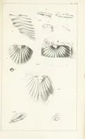 An illustration from Figures and Descriptions of the Palæozoic Fossils of Cornwall, Devon and West Somerset; observed in the course of the Ordnance Geological Survey of that district. By John Phillips, etc (1841)