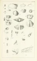 An illustration from Figures and Descriptions of the Palæozoic Fossils of Cornwall, Devon and West Somerset; observed in the course of the Ordnance Geological Survey of that district. By John Phillips, etc (1841)