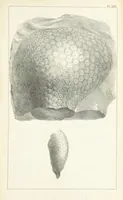 An illustration from Figures and Descriptions of the Palæozoic Fossils of Cornwall, Devon and West Somerset; observed in the course of the Ordnance Geological Survey of that district. By John Phillips, etc (1841)