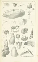 An illustration from Figures and Descriptions of the Palæozoic Fossils of Cornwall, Devon and West Somerset; observed in the course of the Ordnance Geological Survey of that district. By John Phillips, etc (1841)