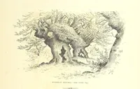 An illustration from New Series (1880)