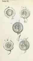 Picture 89 of 95 from Forschungen auf dem Gebiete der Rheinischen und Westphälischen Geschichte, etc (1864), leaf 581