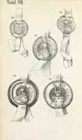 Picture 90 of 95 from Forschungen auf dem Gebiete der Rheinischen und Westphälischen Geschichte, etc (1864), leaf 583