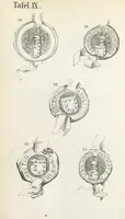 Picture 92 of 95 from Forschungen auf dem Gebiete der Rheinischen und Westphälischen Geschichte, etc (1864), leaf 587