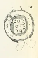 An illustration from Forschungen auf dem Gebiete der Rheinischen und Westphälischen Geschichte, etc (1864)