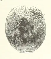 An illustration from Kabyles et Kroumirs ... Dessins de MM. Andrieux, Duhousset, C. Gosselin, II. Vogel, d'après le croquis de l'auteur. Gravure de F. Méaulle (1882)