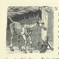 An illustration from Christmas Stories. Blade-O'-Grass, Golden Grain, and Bread and Cheese and Kisses (1874)