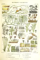 An illustration from Essai sur les cryptogames des écorces exotiques officinales (1824)