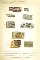 Picture 5 of 43 from Essai sur les cryptogames des écorces exotiques officinales (1824), leaf 303