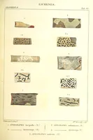 Picture 6 of 43 from Essai sur les cryptogames des écorces exotiques officinales (1824), leaf 305