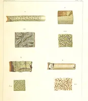 An illustration from Essai sur les cryptogames des écorces exotiques officinales (1824)