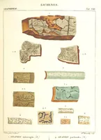 Picture 8 of 43 from Essai sur les cryptogames des écorces exotiques officinales (1824), leaf 309