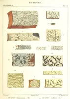 Picture 10 of 43 from Essai sur les cryptogames des écorces exotiques officinales (1824), leaf 313