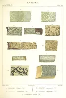 Picture 11 of 43 from Essai sur les cryptogames des écorces exotiques officinales (1824), leaf 315