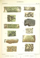 Picture 12 of 43 from Essai sur les cryptogames des écorces exotiques officinales (1824), leaf 317