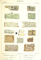 Picture 13 of 43 from Essai sur les cryptogames des écorces exotiques officinales (1824), leaf 319