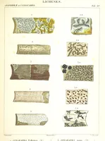 Picture 15 of 43 from Essai sur les cryptogames des écorces exotiques officinales (1824), leaf 323