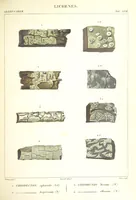 Picture 17 of 43 from Essai sur les cryptogames des écorces exotiques officinales (1824), leaf 327