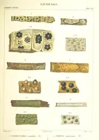 Picture 20 of 43 from Essai sur les cryptogames des écorces exotiques officinales (1824), leaf 333