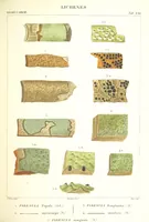 Picture 21 of 43 from Essai sur les cryptogames des écorces exotiques officinales (1824), leaf 335