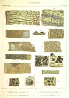 An illustration from Essai sur les cryptogames des écorces exotiques officinales (1824)