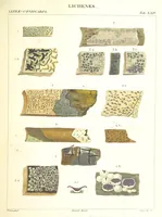 Picture 24 of 43 from Essai sur les cryptogames des écorces exotiques officinales (1824), leaf 341