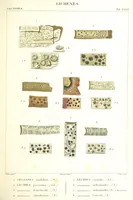 Picture 26 of 43 from Essai sur les cryptogames des écorces exotiques officinales (1824), leaf 345