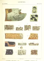 Picture 27 of 43 from Essai sur les cryptogames des écorces exotiques officinales (1824), leaf 347