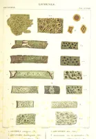 Picture 28 of 43 from Essai sur les cryptogames des écorces exotiques officinales (1824), leaf 349