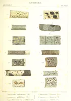 Picture 29 of 43 from Essai sur les cryptogames des écorces exotiques officinales (1824), leaf 351