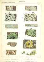 Picture 30 of 43 from Essai sur les cryptogames des écorces exotiques officinales (1824), leaf 353