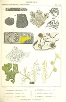 An illustration from Essai sur les cryptogames des écorces exotiques officinales (1824)