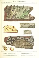 Picture 33 of 43 from Essai sur les cryptogames des écorces exotiques officinales (1824), leaf 359