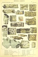 Picture 35 of 43 from Essai sur les cryptogames des écorces exotiques officinales (1824), leaf 547